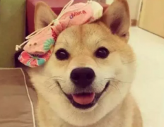 ����Ȯ��»�Ȯ ��Ȯ��ţӢţ���ܲ���̩��ѩ����͸�