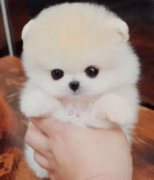 ��ɳ��Ʒ������Ȯ���� ���ع���ֻ��ѡ ������������