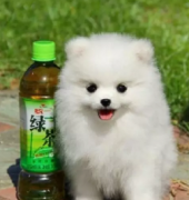 ��ɳ��Ʒ������Ȯ���� ���ع���ֻ��ѡ ������������